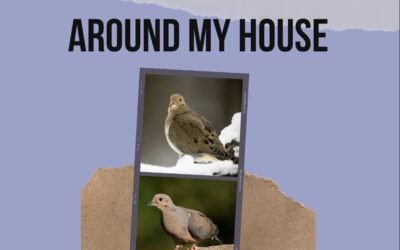 Are Doves Hanging Around Your House? 7 Spiritual Meanings